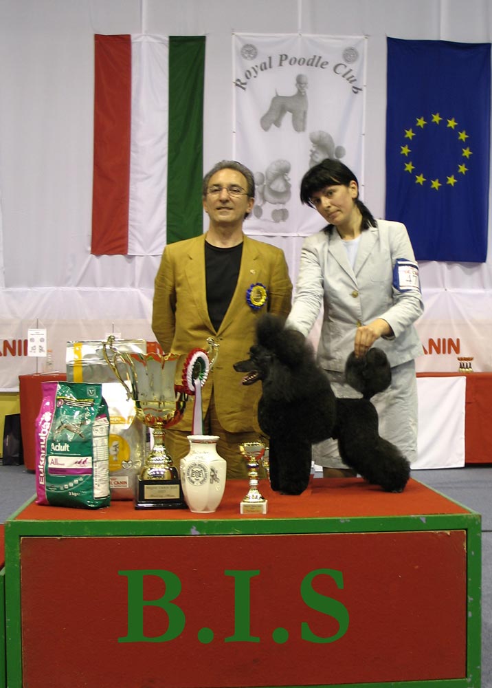 conformation show winner