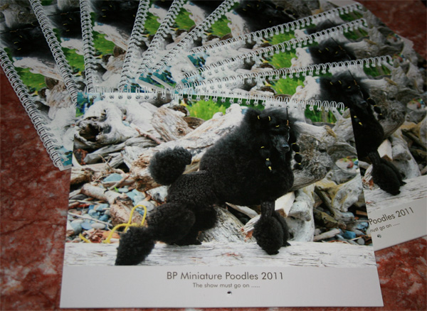 Min Poodle Calendar 2011