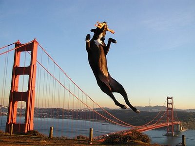 SF