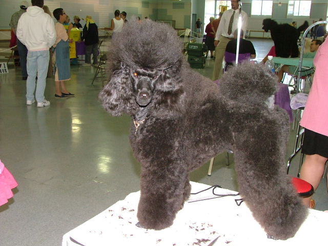 photo
